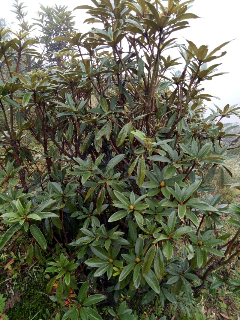 黄杨，高山杜鹃