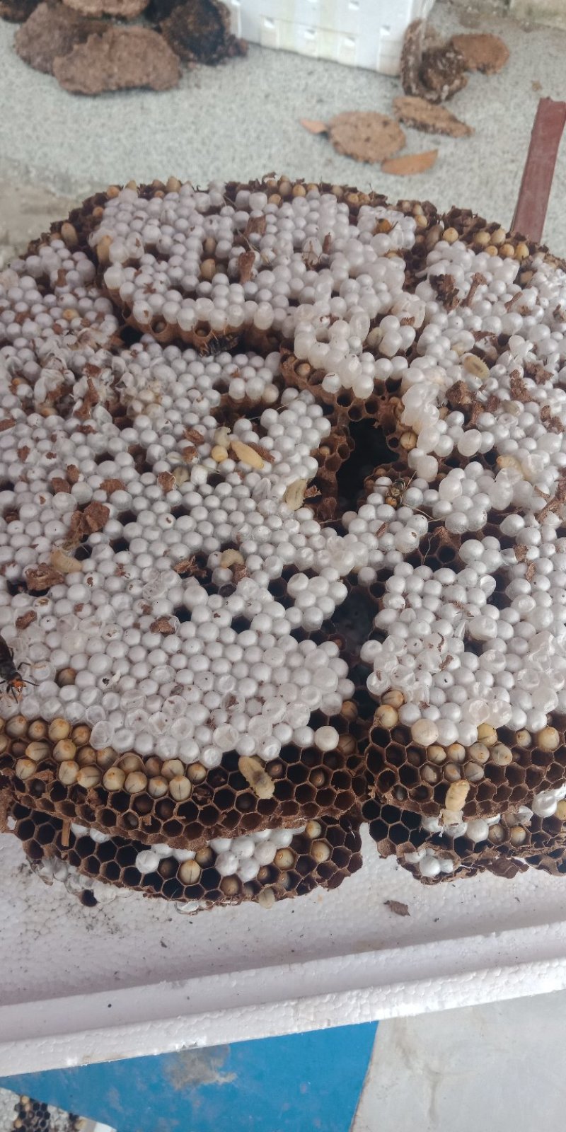 熟蜂蛹