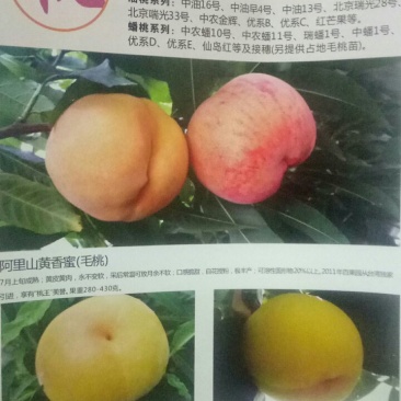 黄金密一号