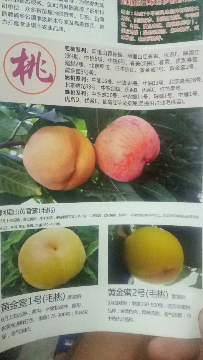 黄金密一号