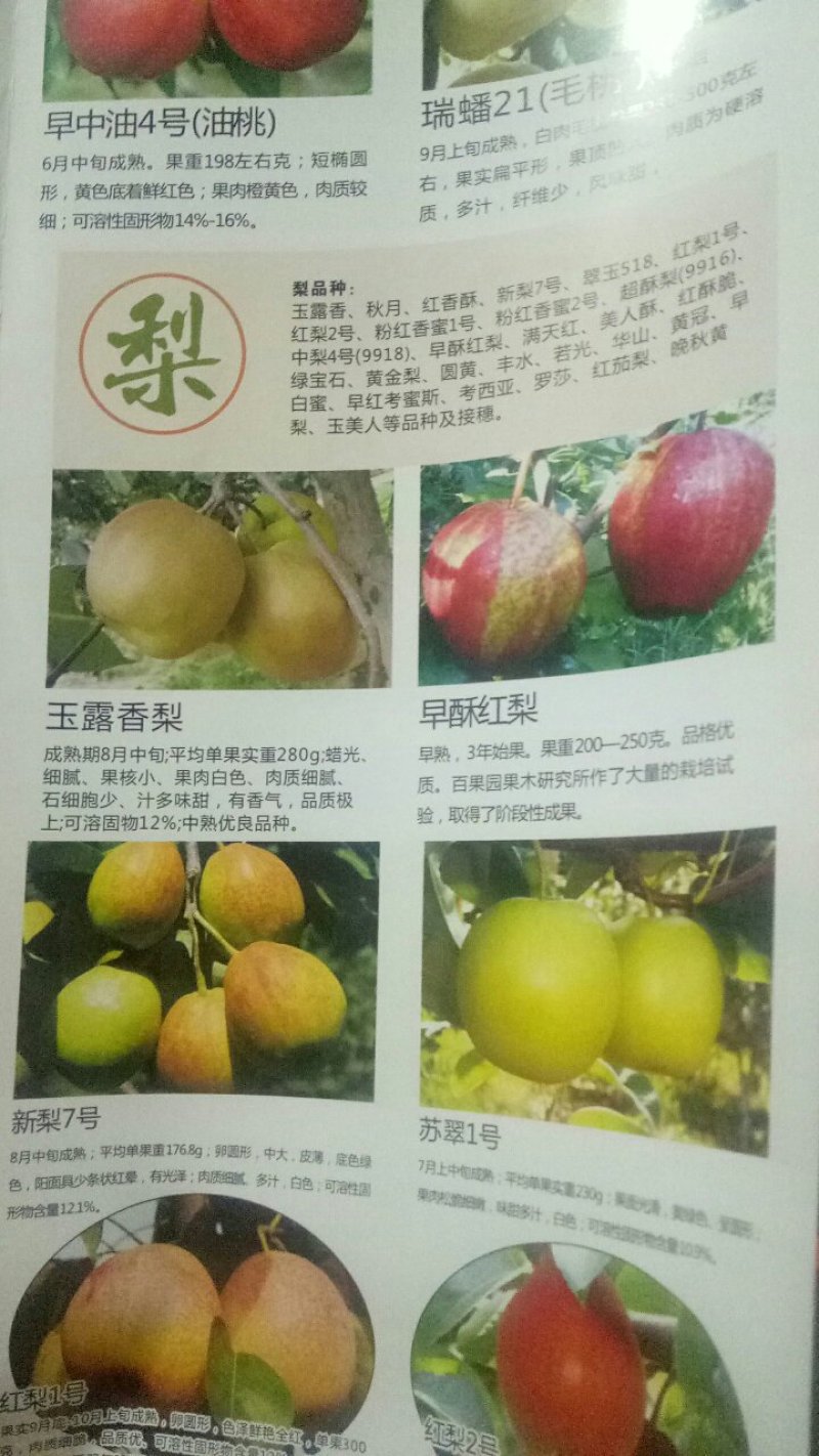 黄金密一号
