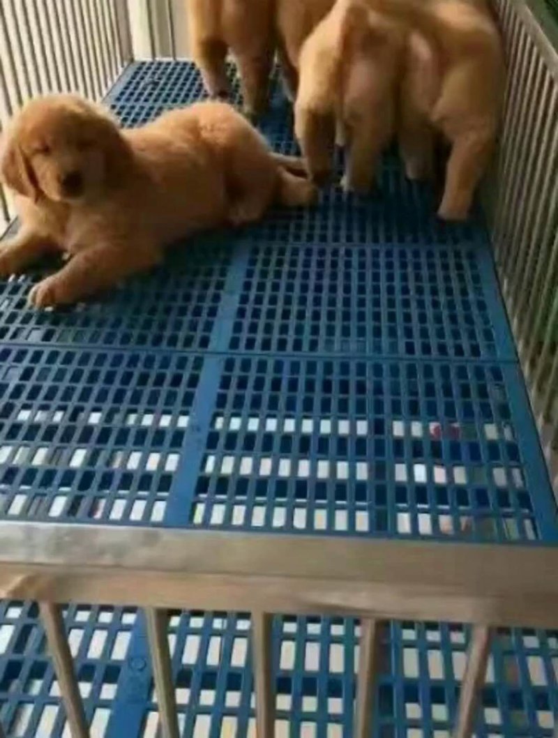 纯种金毛