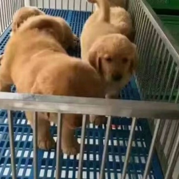 纯种金毛