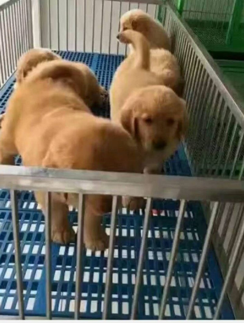 纯种金毛