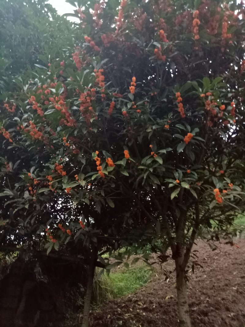桂花树