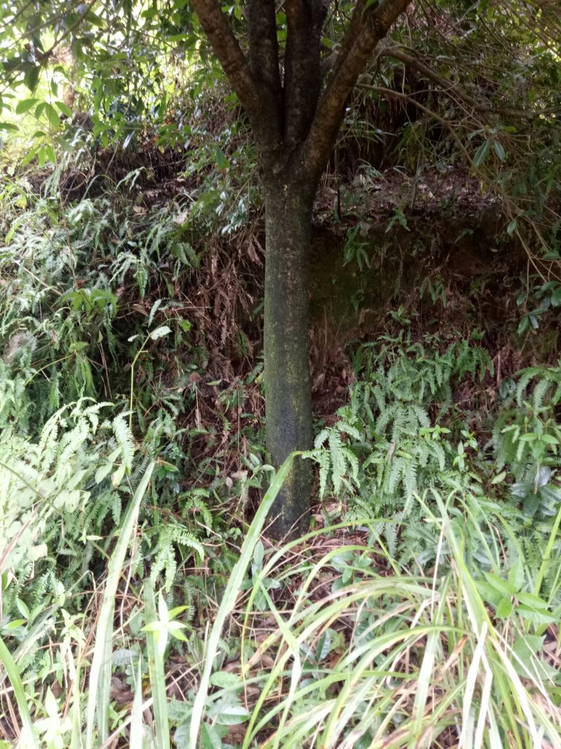 桂花树