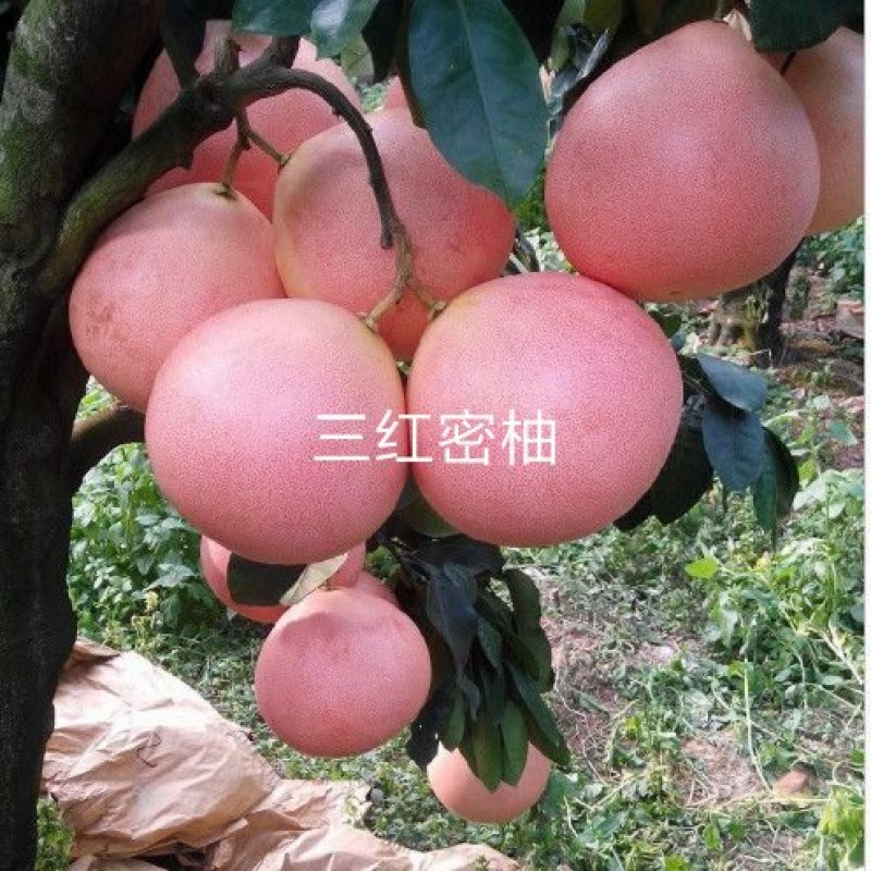 三红蜜柚苗包正宗假一赔十，提供免费种植技