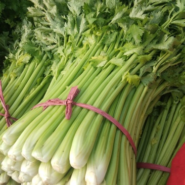 芹菜65公分左右