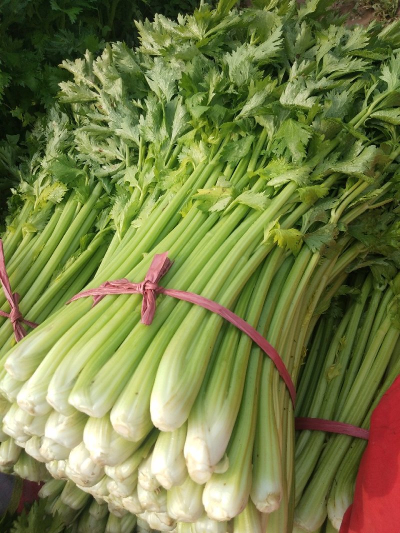 芹菜65公分左右