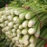 芹菜65公分左右
