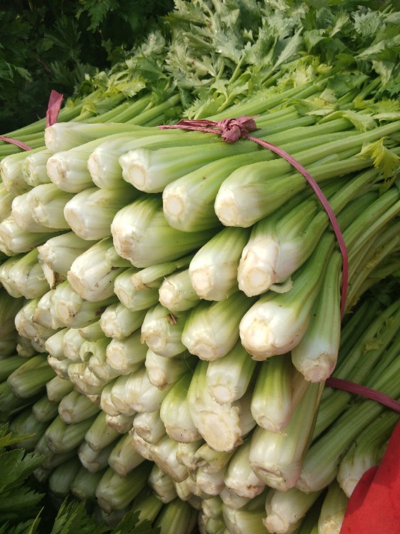 芹菜65公分左右