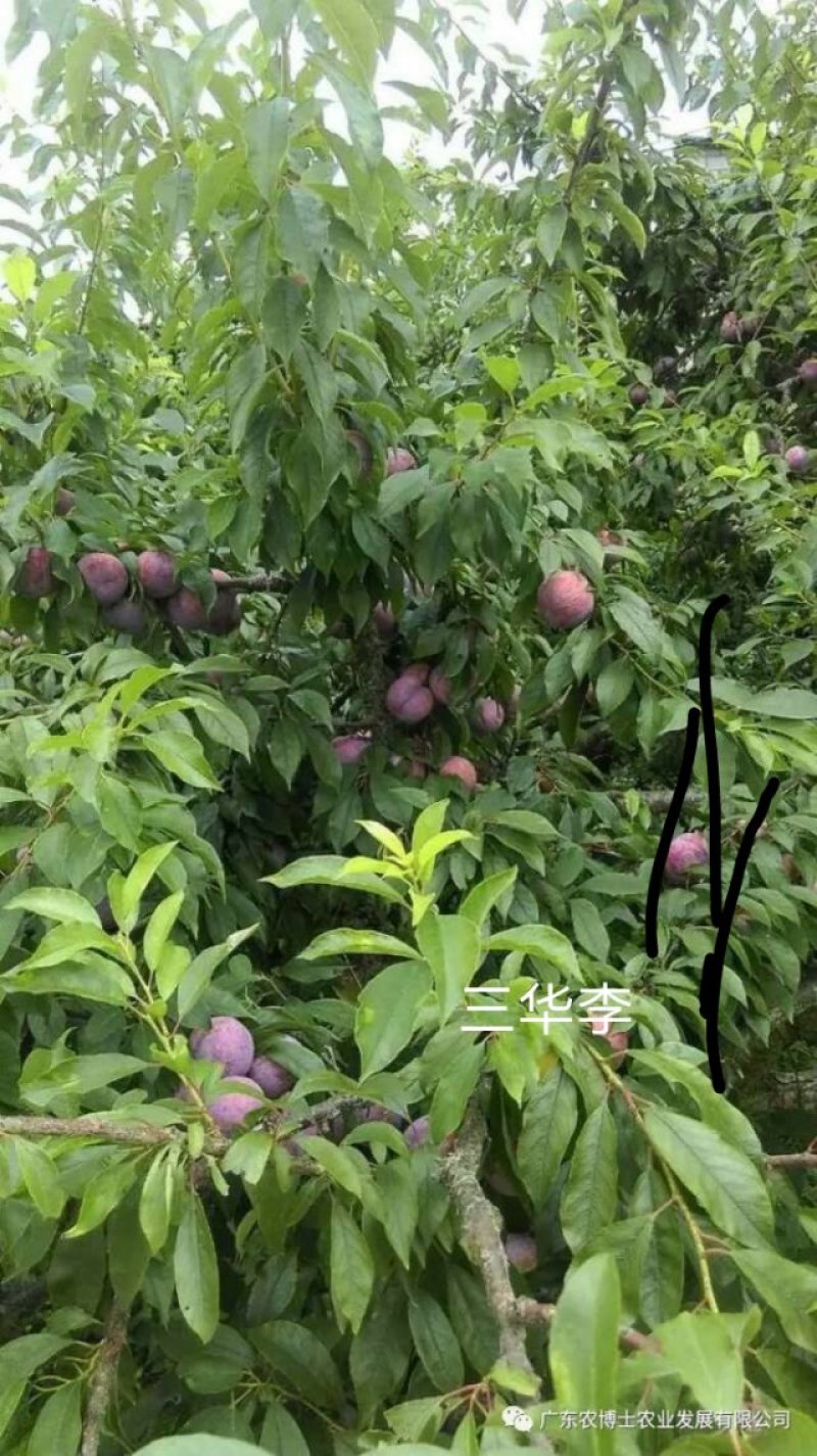 三华李树苗包正宗假一赔十，提供免费种植技术