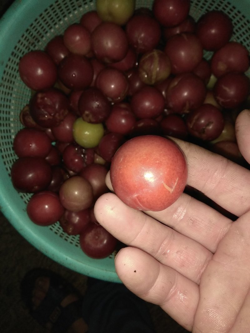 早李苗，早熟三华李，包正宗，假一赔十，提供免费种植技术