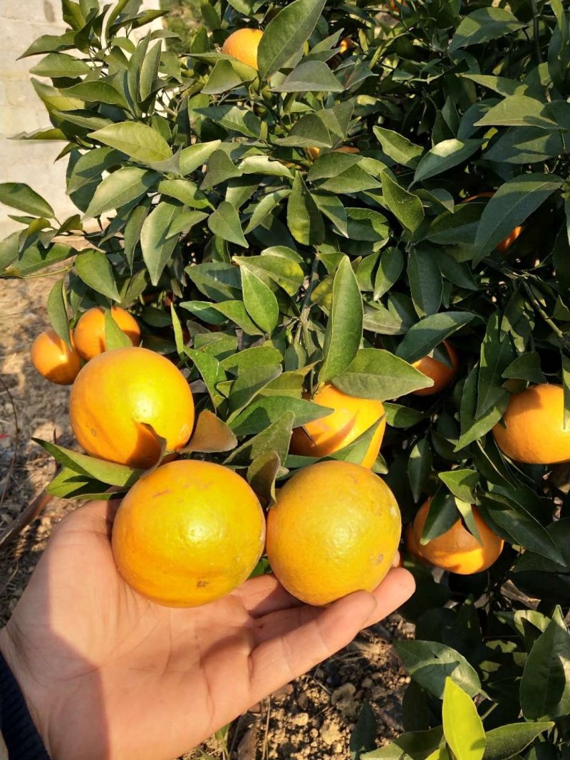 夏橙地苗，包正宗假一赔十，杯苗提供免费种植技术