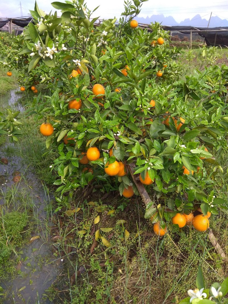 夏橙地苗，包正宗假一赔十，杯苗提供免费种植技术
