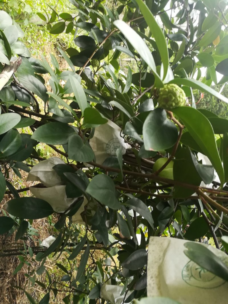 布福娜