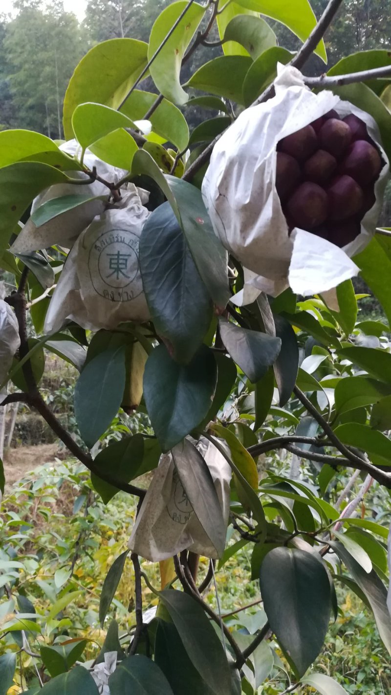 布福娜