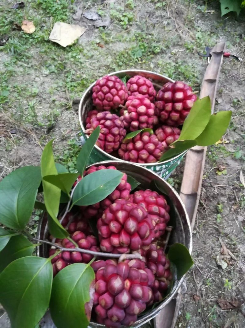 布福娜