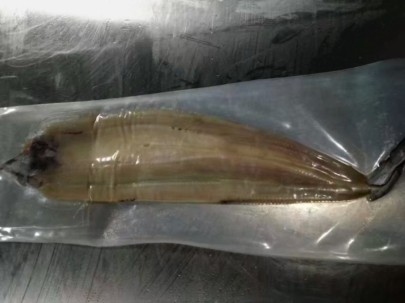 鳗鱼