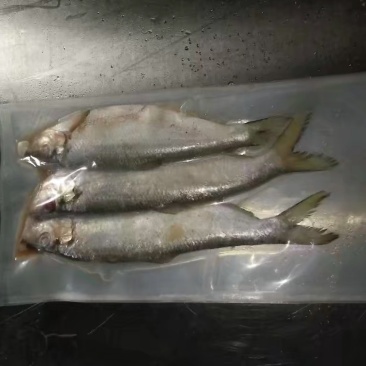 白鳞鱼
