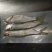 白鳞鱼