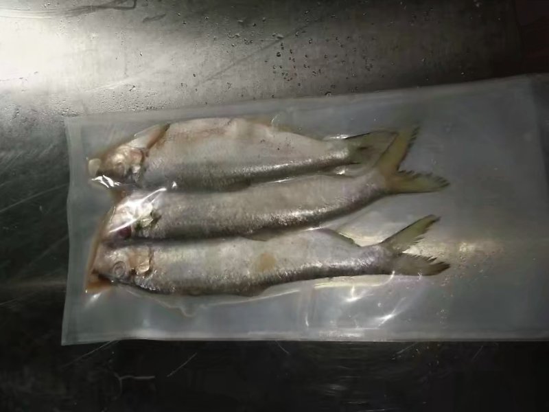 白鳞鱼