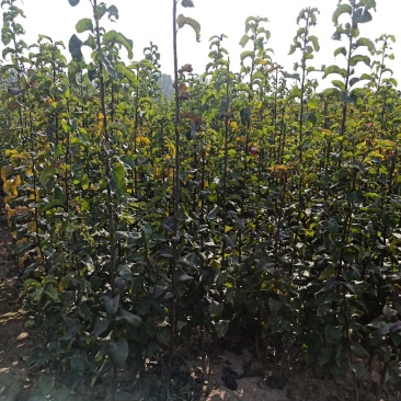 河北邯郸秋月梨树苗翠冠苏翠一号红香酥新梨7号纯正梨苗
