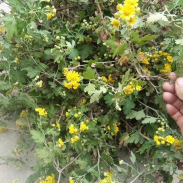 野菊花