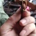 贵州铜仁皂荚干货大皂角板干品皂角片洗头洗澡泡脚干净无杂质