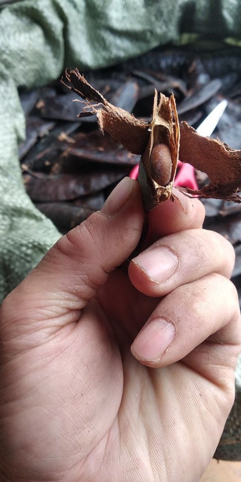 贵州铜仁皂荚干货大皂角板干品皂角片洗头洗澡泡脚干净无杂质