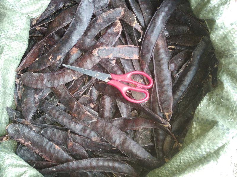 贵州铜仁皂荚干货大皂角板干品皂角片洗头洗澡泡脚干净无杂质