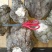 贵州菌藻类野生中药材松茯苓个干货无硫白茯苓干品非土茯苓丁