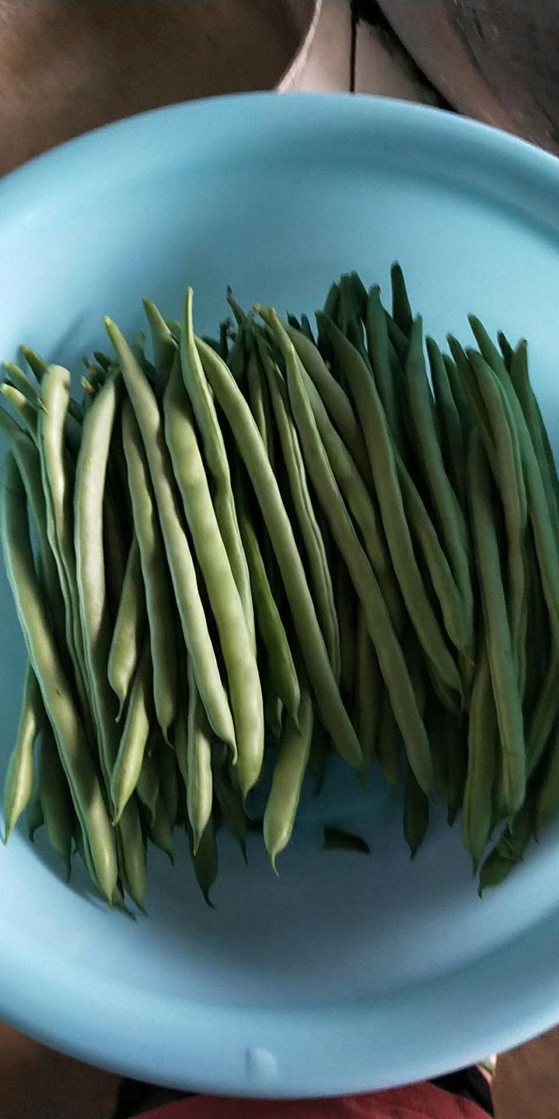 四季豆，小金豆