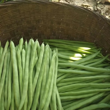 四季豆，小金豆