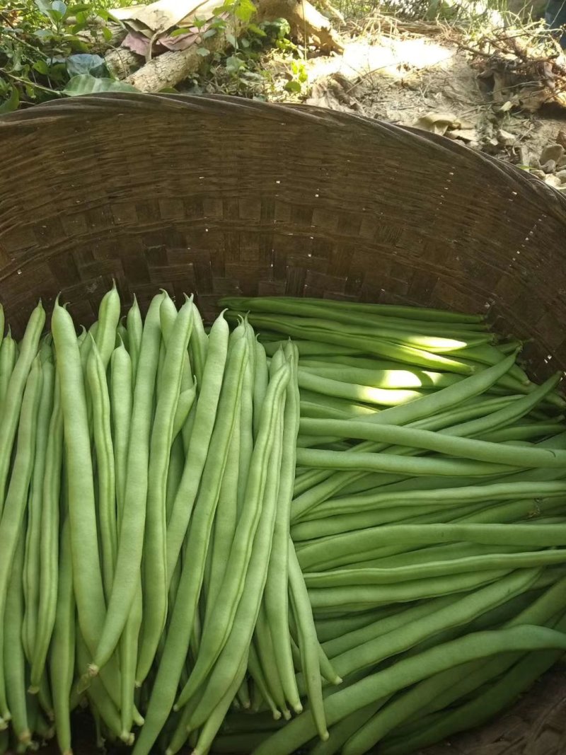 四季豆，小金豆