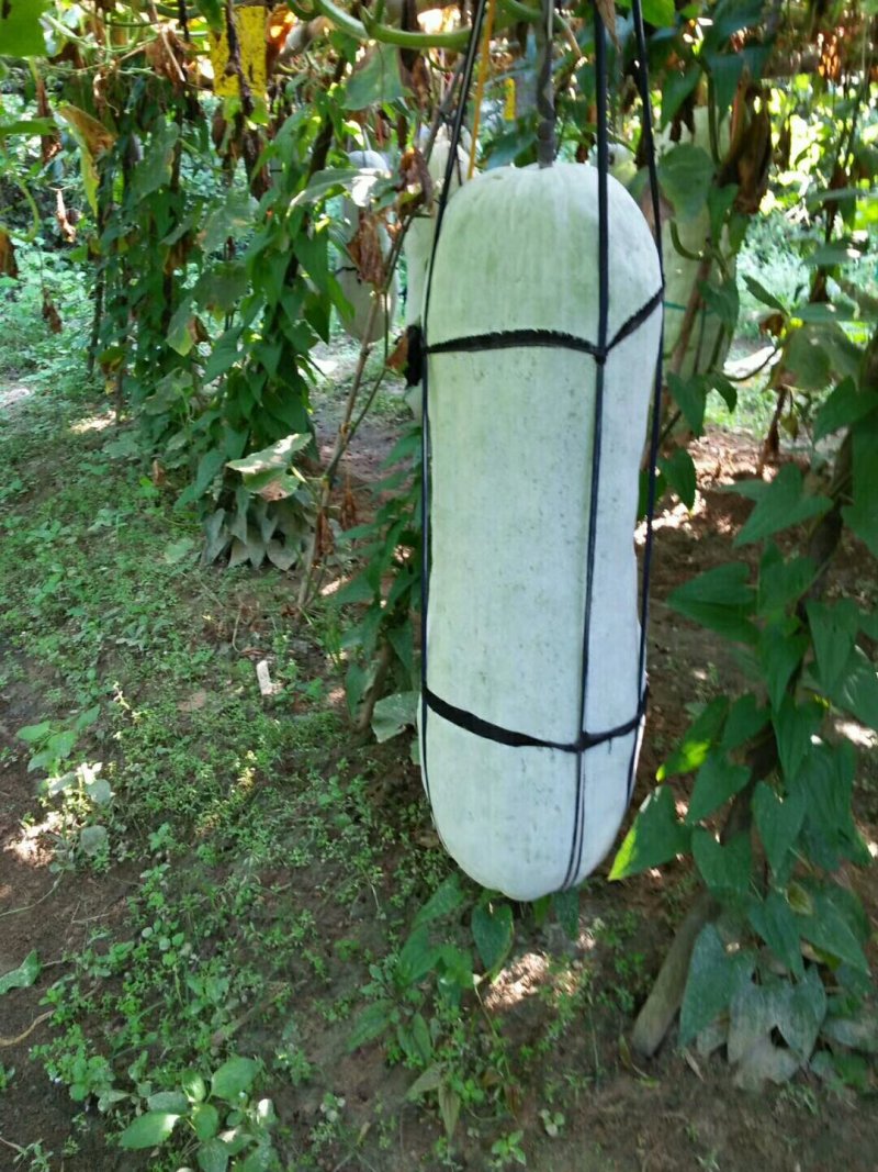 本地非常漂亮的白霜冬瓜