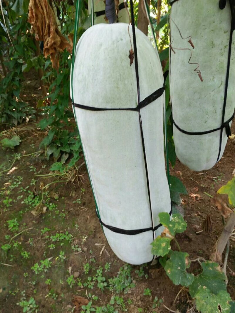 本地非常漂亮的白霜冬瓜