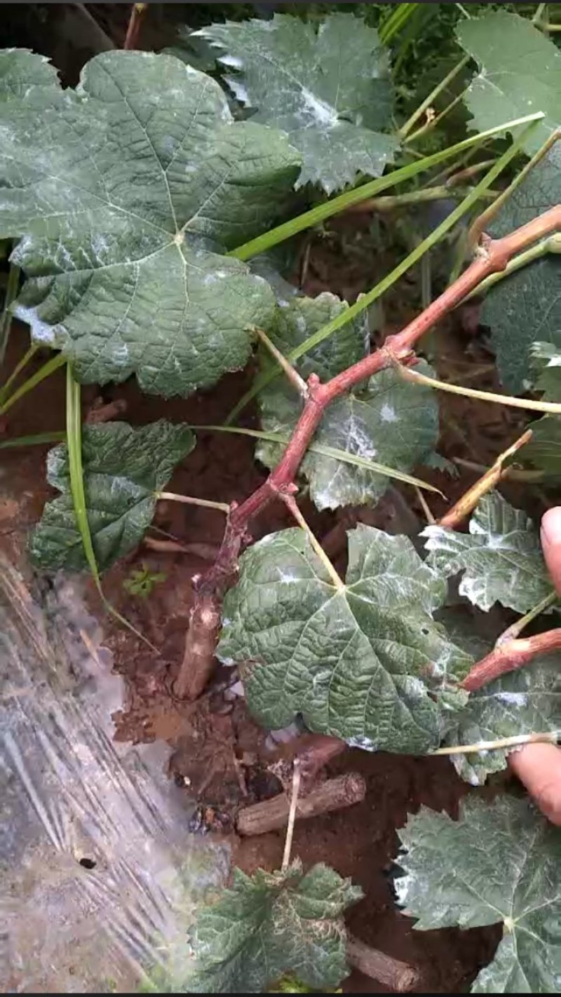 金手指早夏无核白鸡心阳光玫瑰甜蜜蓝宝石葡萄苗