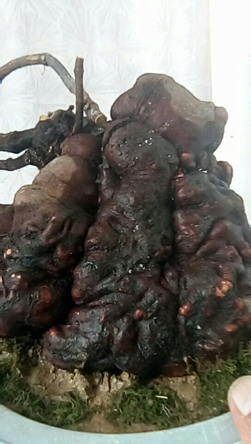 野生何首乌盆栽毛盆
