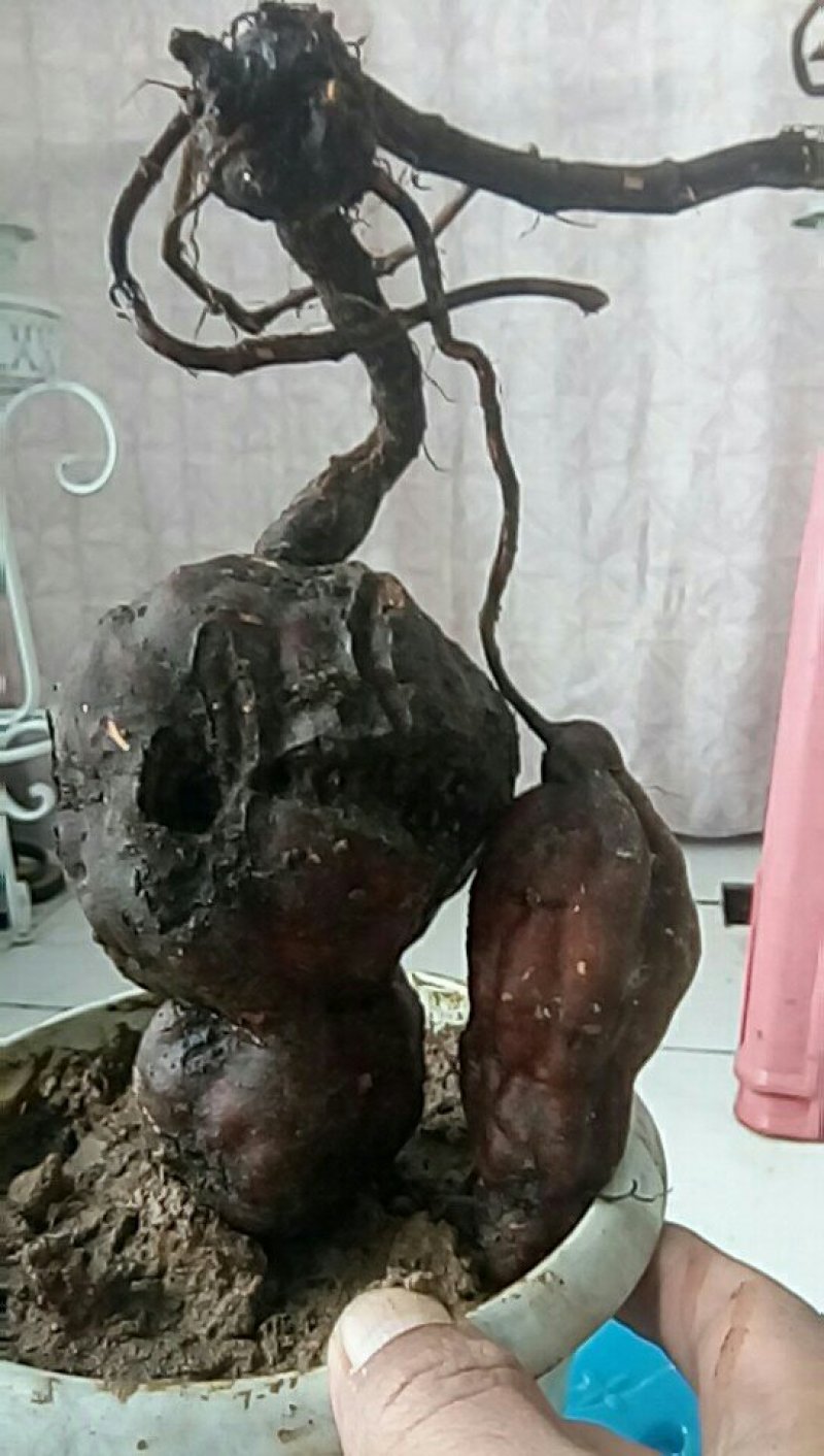 野生何首乌盆栽毛盆