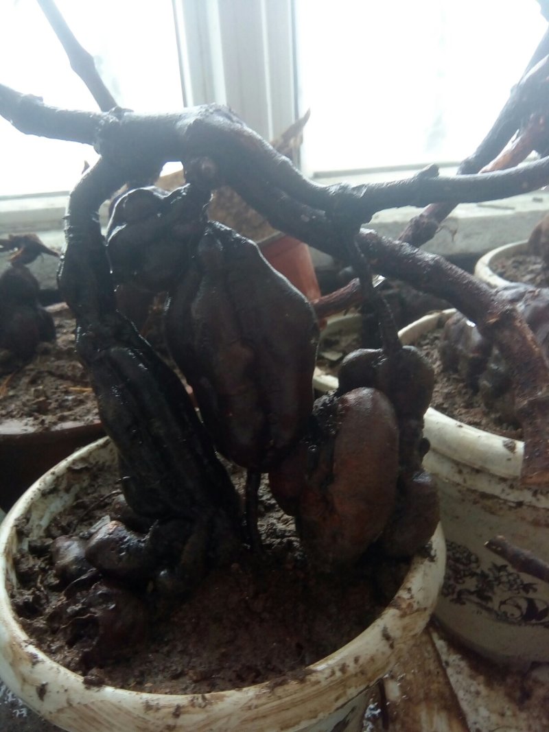 野生何首乌盆栽毛盆