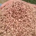 合作88土豆种子