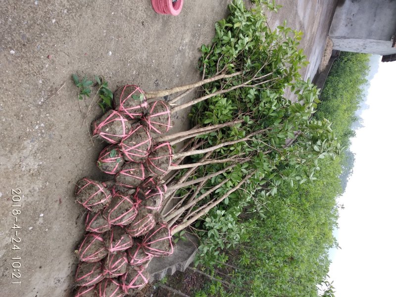 桂花苗桂花树树八月桂金桂丹桂规格齐全产地直销【包邮】