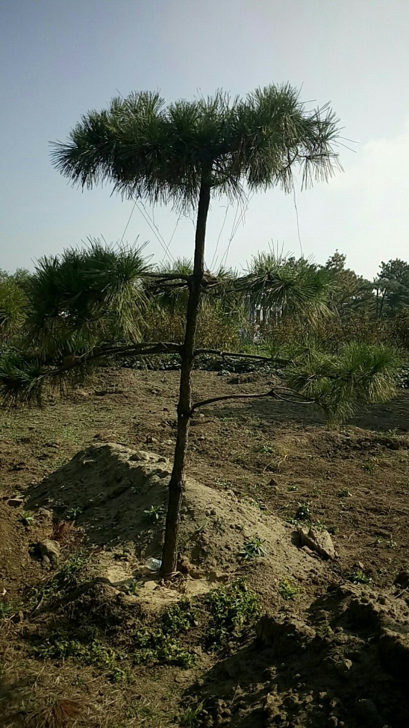 黑松油松造型松造型松公园绿化小区造型用途广