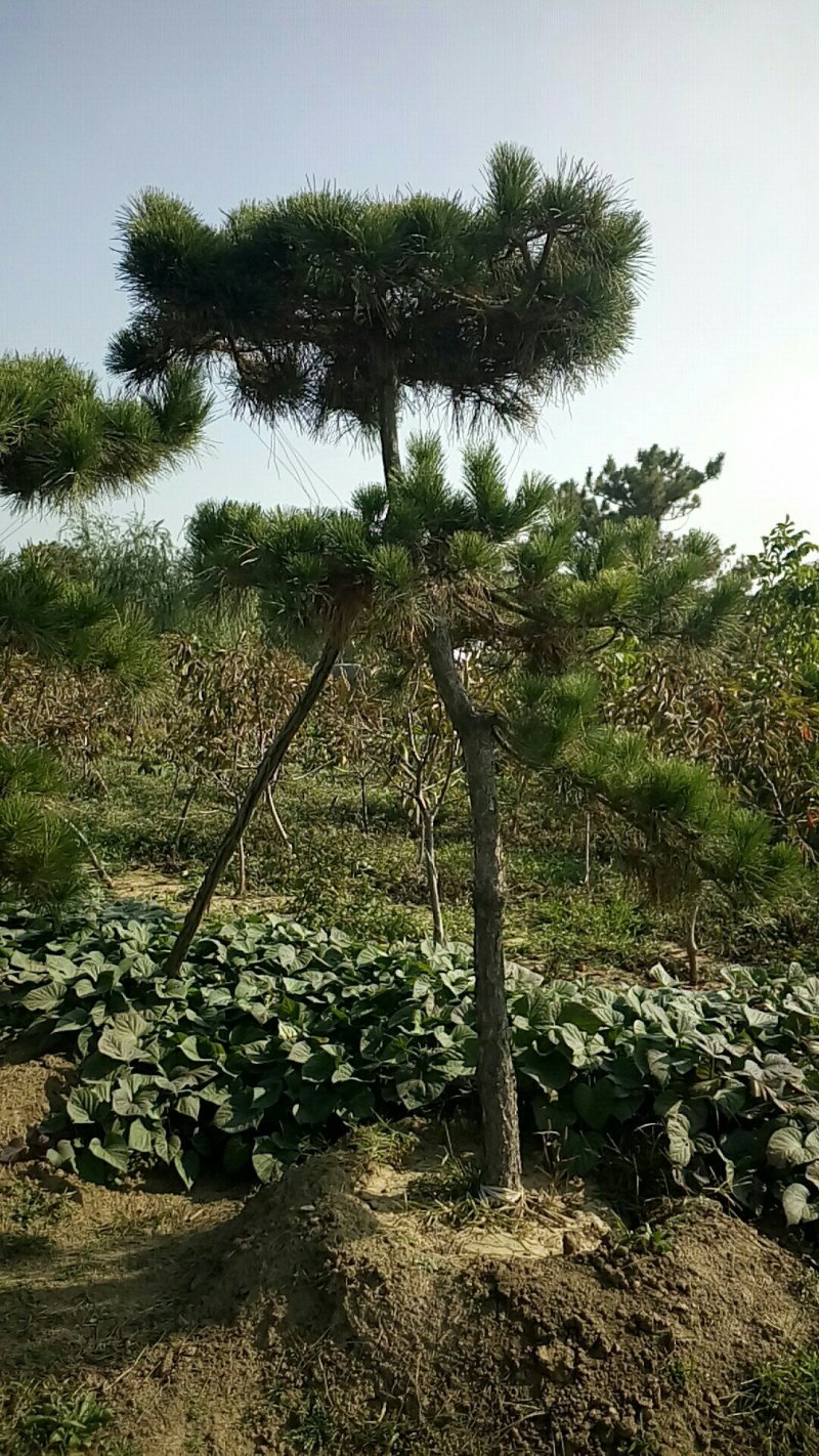 黑松油松造型松造型松公园绿化小区造型用途广