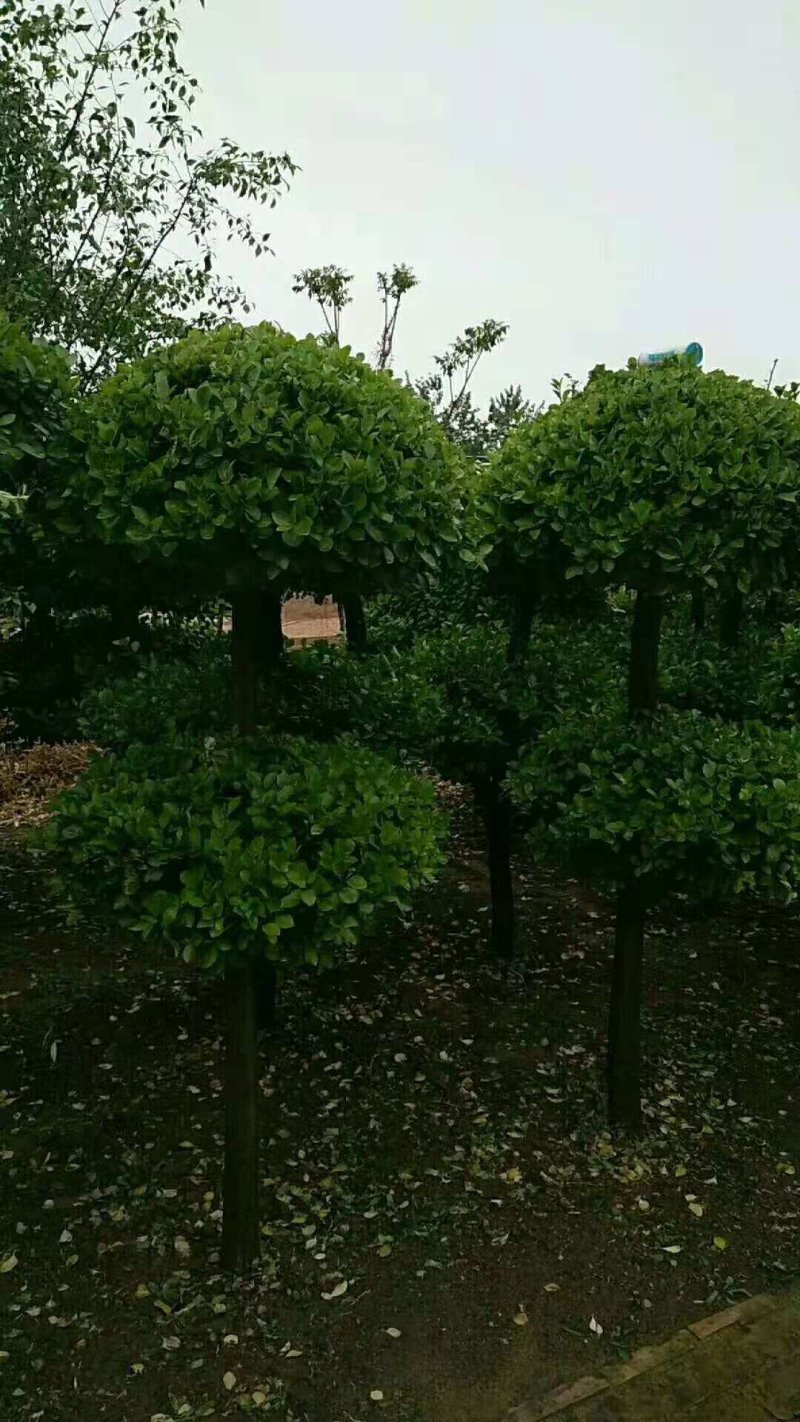 造型球树