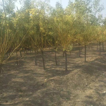 金枝金叶