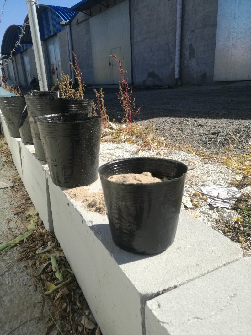 营养杯育苗杯营养钵一次性育苗盆营养袋花卉育苗