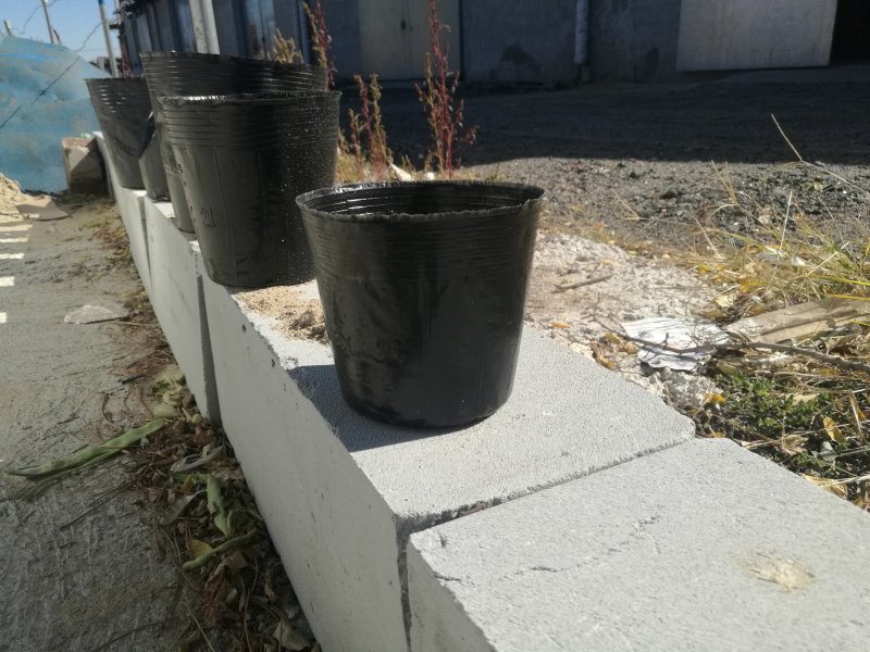 营养杯育苗杯营养钵一次性育苗盆营养袋花卉育苗