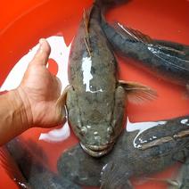 路亚场鱼，泰国笋壳鱼，杂交笋壳鱼，钓场鱼。